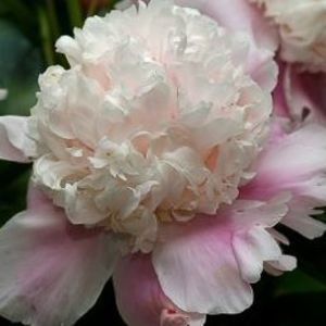 Meet your Posher, Charmaine